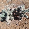 Cylindropuntia fulgida var. mamillata | Boxing glove cactus